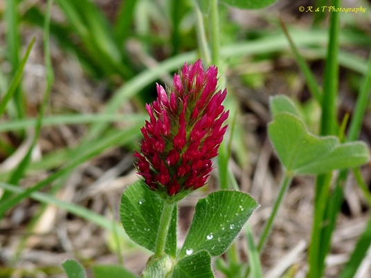 {Trifolium incarnatum}